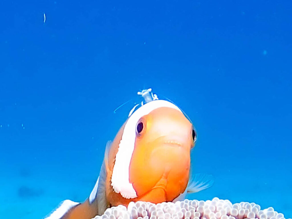 イシキリ　ファンダイビング