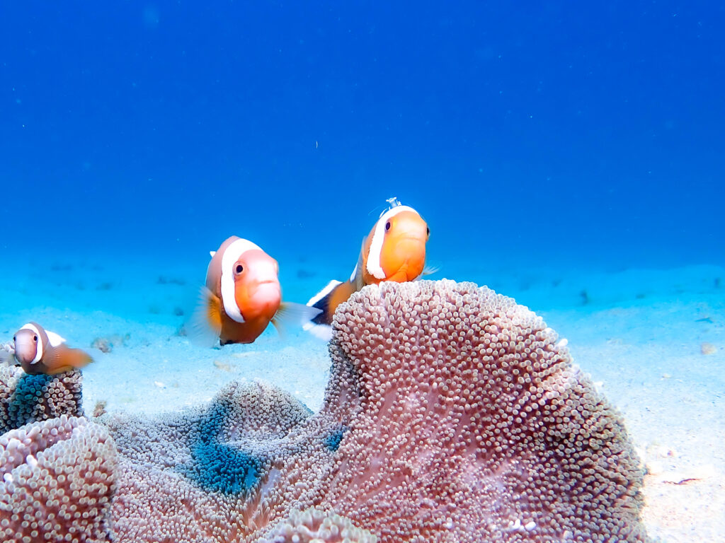 イシキリ　ファンダイビング