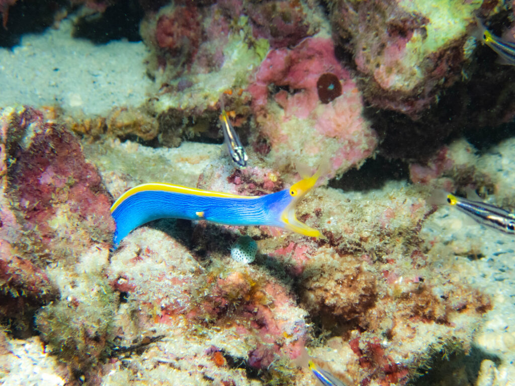 イシキリ　ファンダイビング