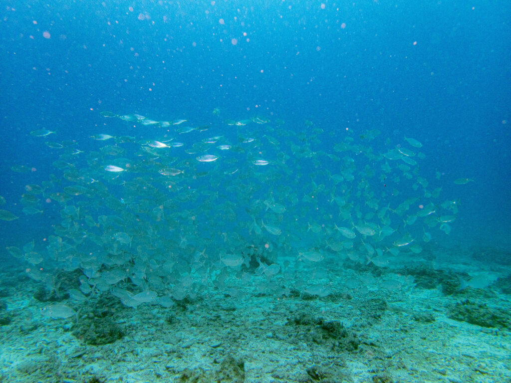 イシキリ　ファンダイビング