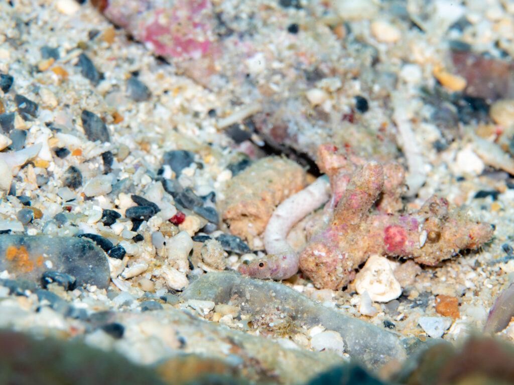 沖縄北部　ダイビング