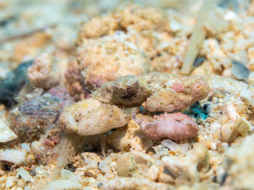 沖縄北部　ダイビング