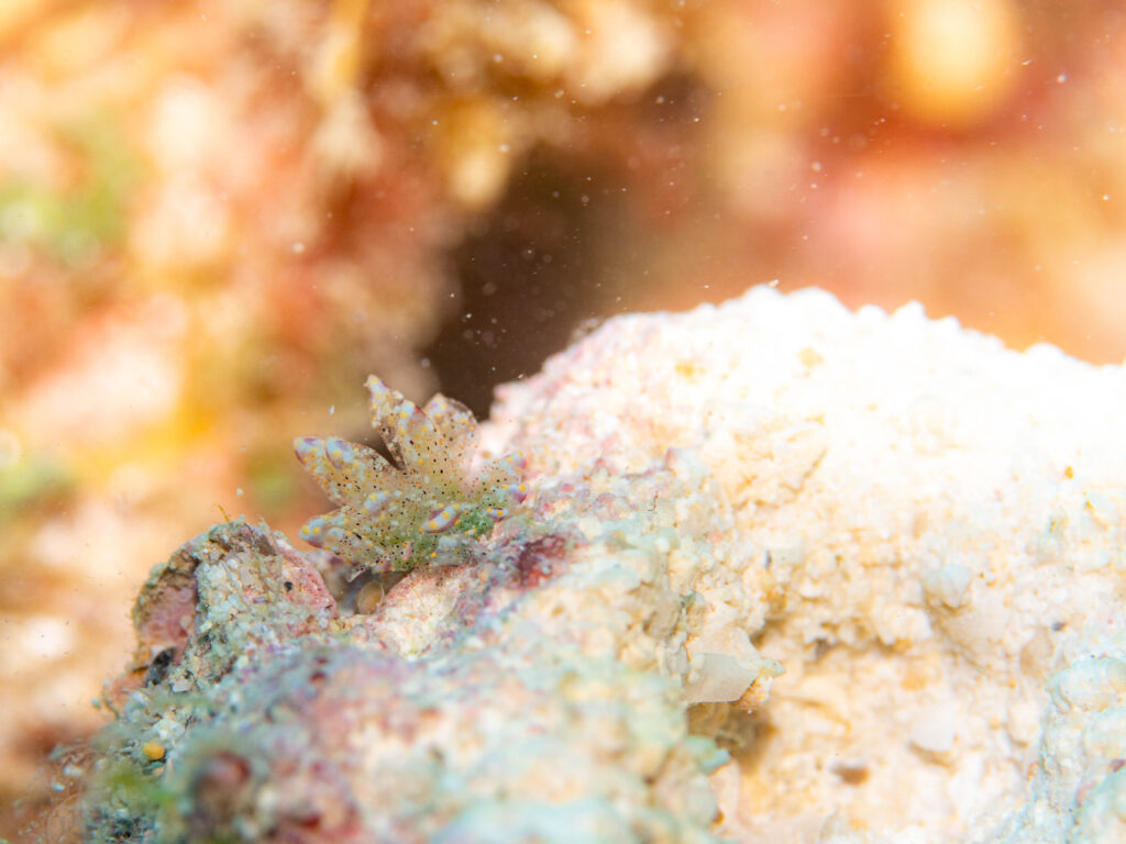 沖縄北部　ダイビング