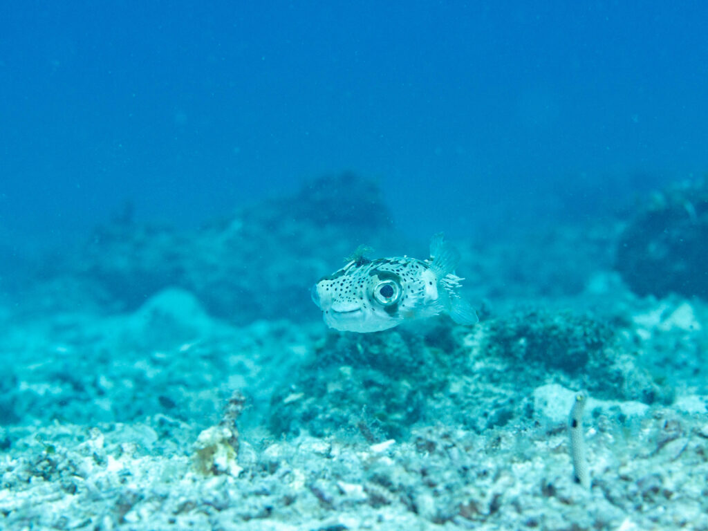 沖縄北部　ダイビング