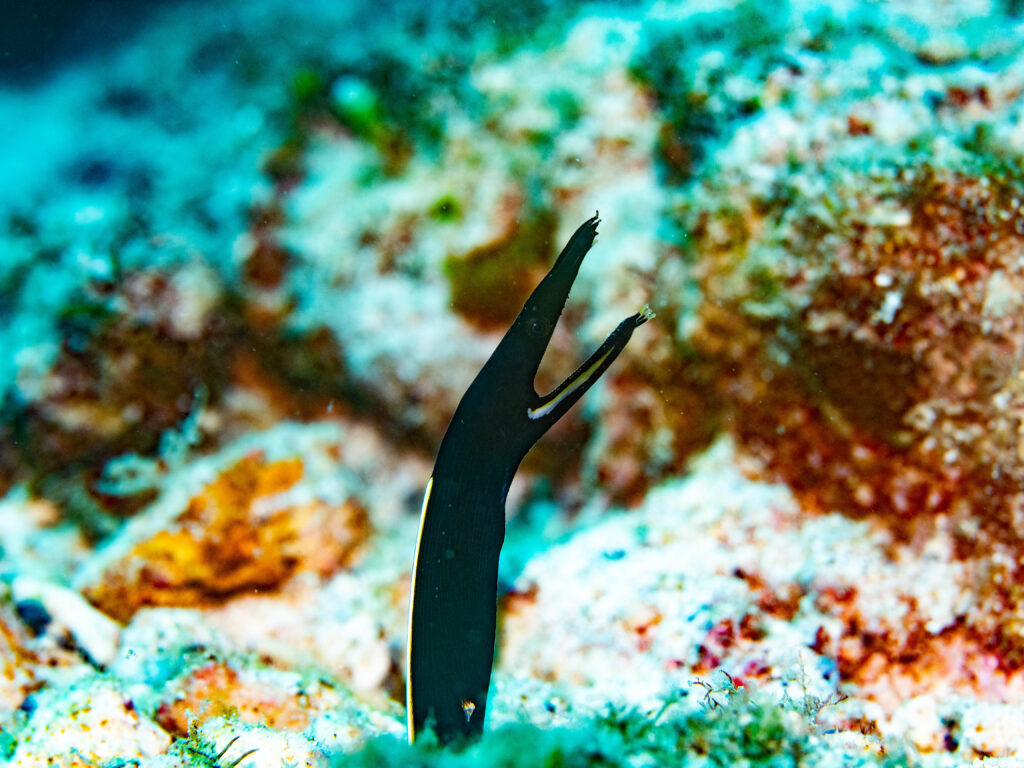 沖縄北部　ダイビング