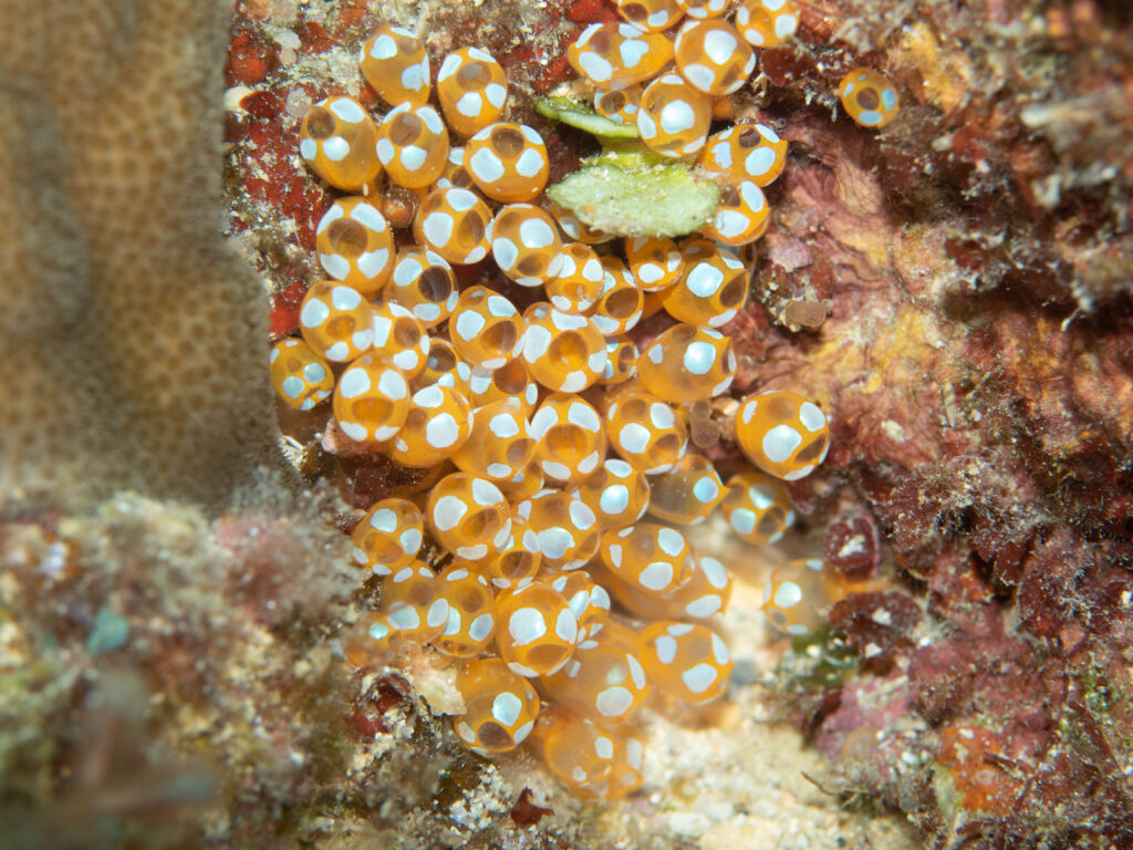 沖縄北部　ダイビング