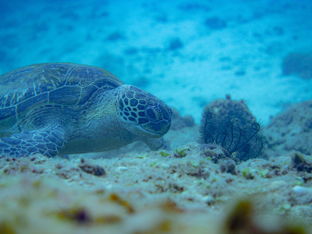 沖縄北部　ダイビング