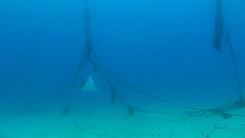 沖縄北部　ダイビング