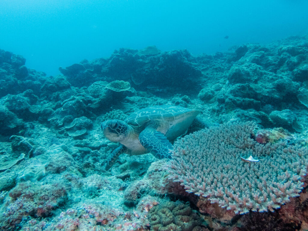 恩納村　ダイビング