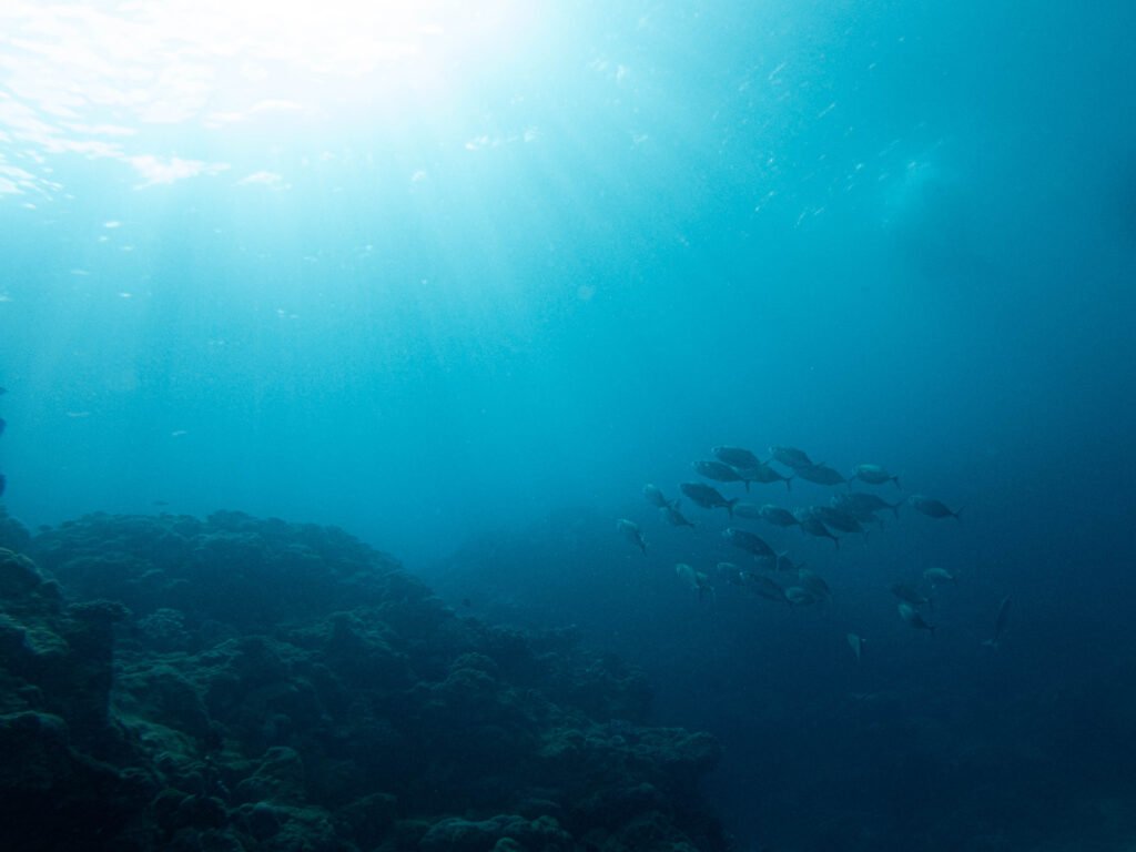 沖縄 ダイビング