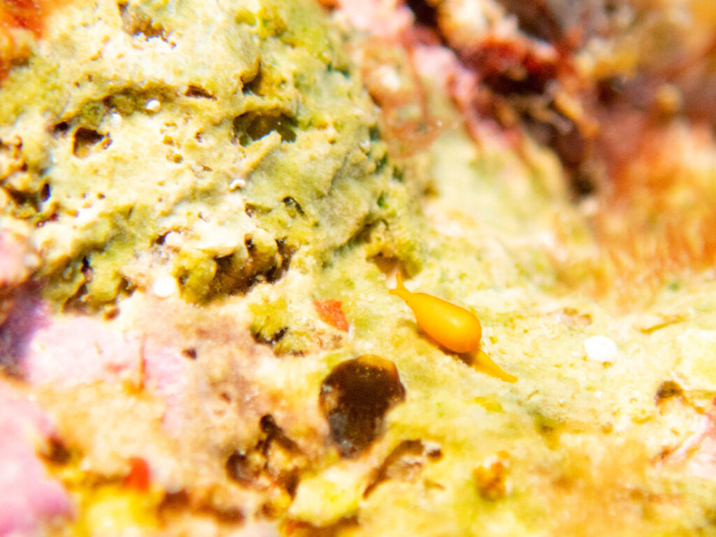 恩納村　ダイビング