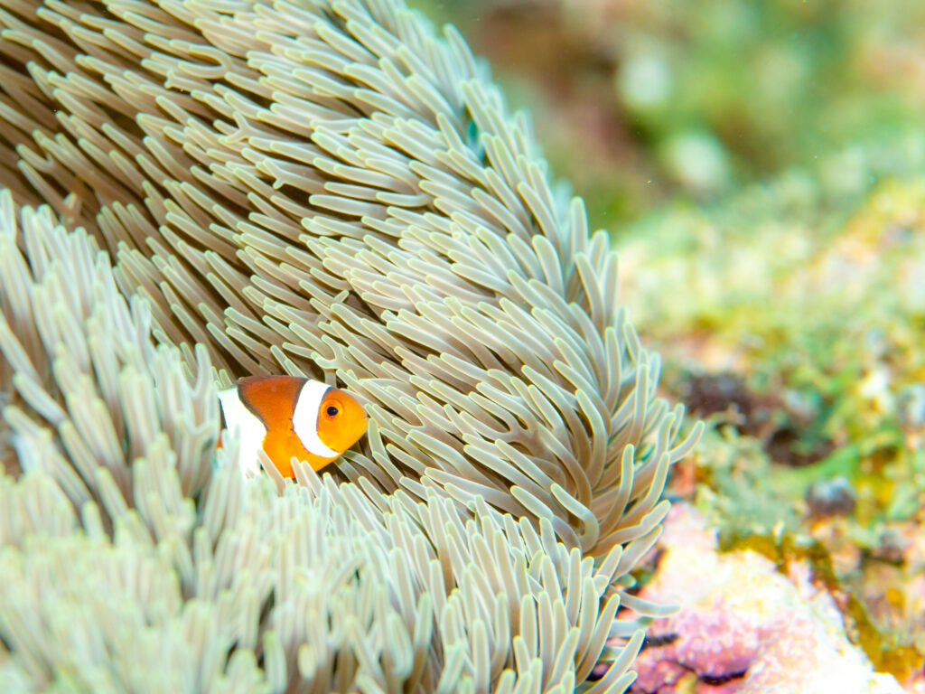 沖縄 ダイビング