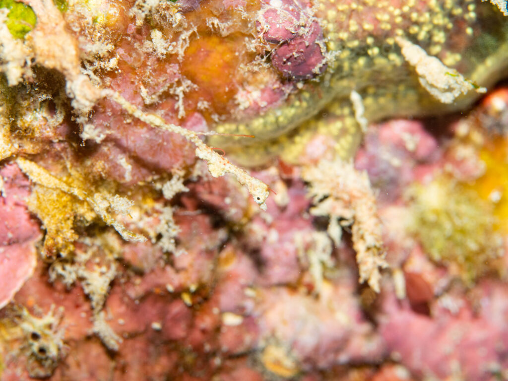 沖縄 ダイビング