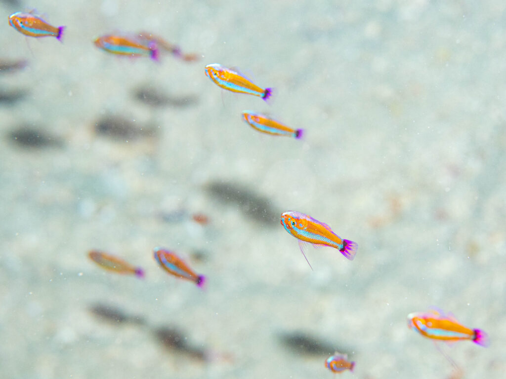 沖縄 ダイビング