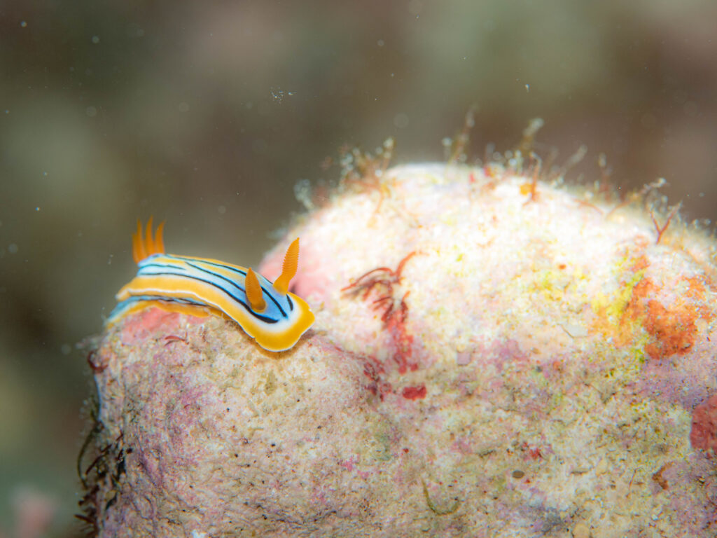 沖縄 ダイビング