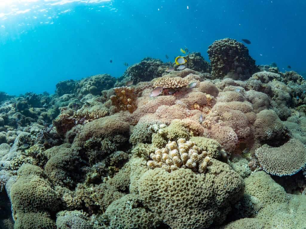 万座 ダイビング