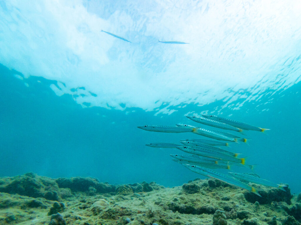 ゴリラチョップ 体験ダイビング