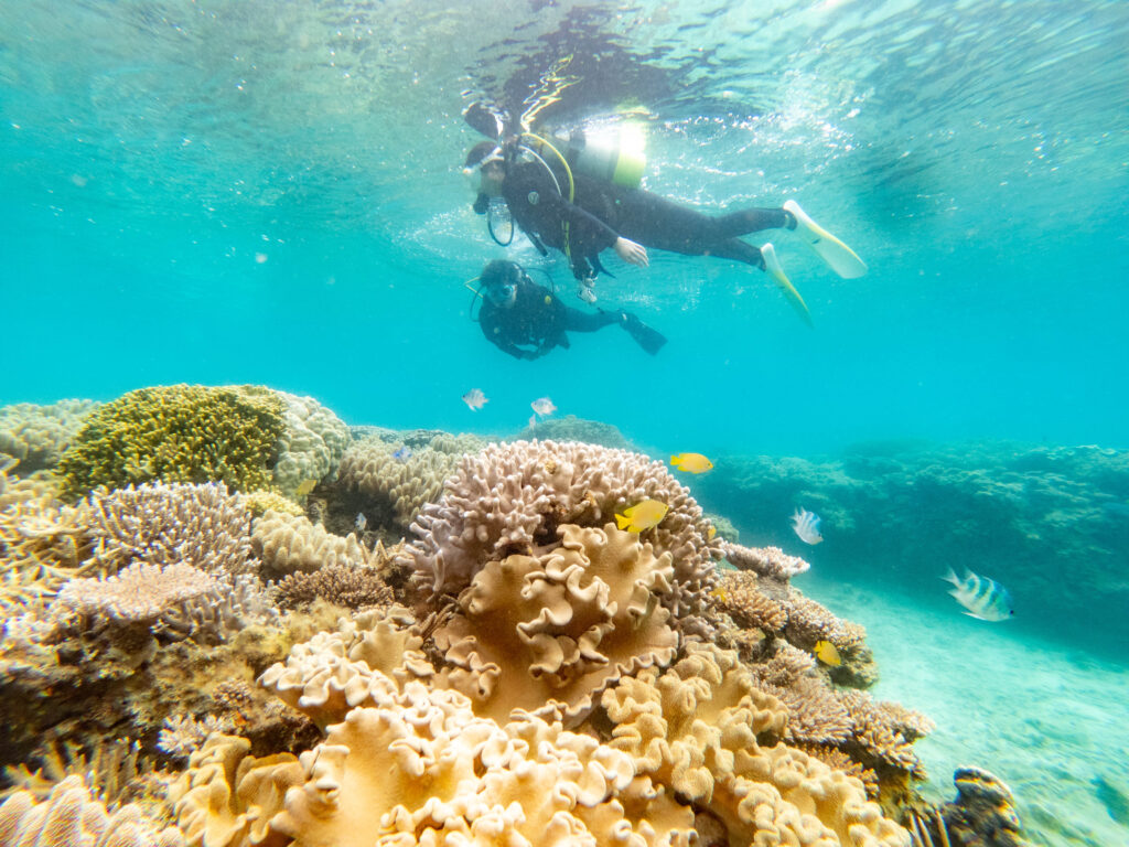 ゴリラチョップ 体験ダイビング