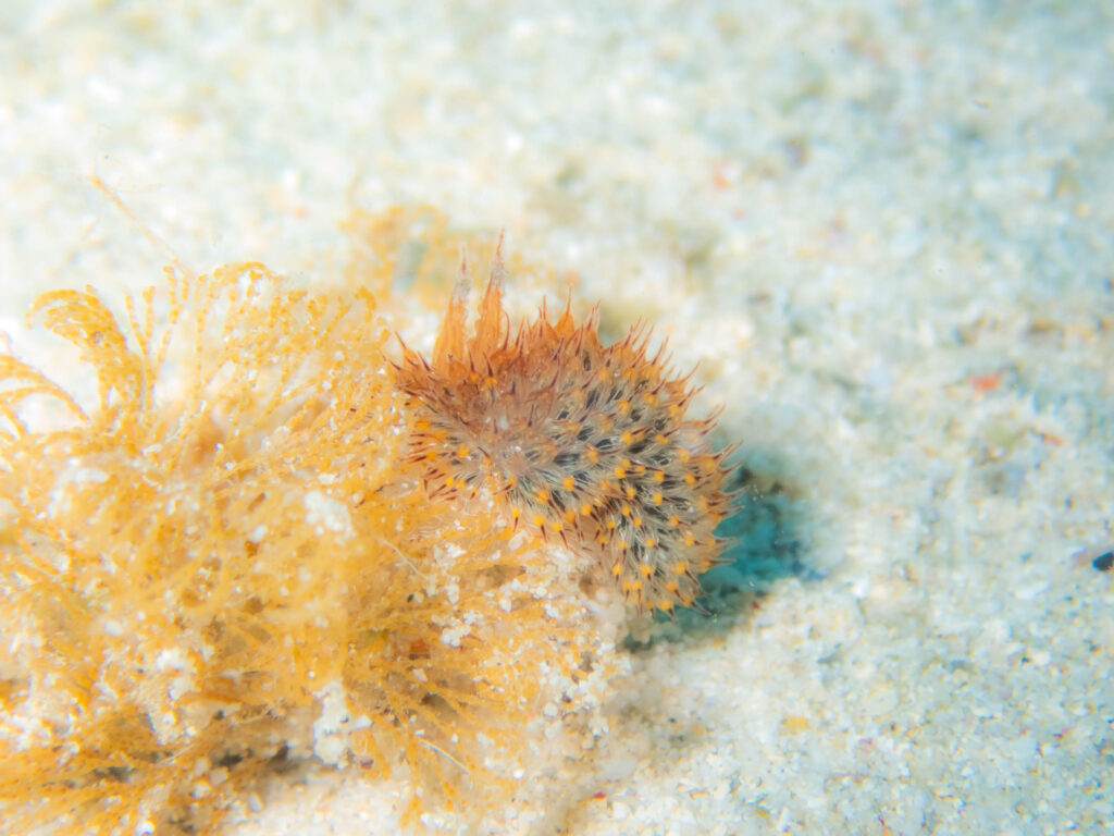 ゴリラチョップ 体験ダイビング