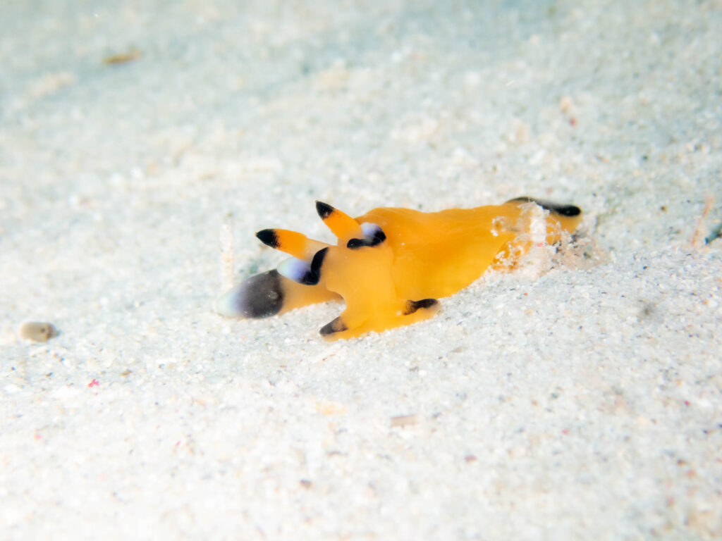 ゴリラチョップ 体験ダイビング