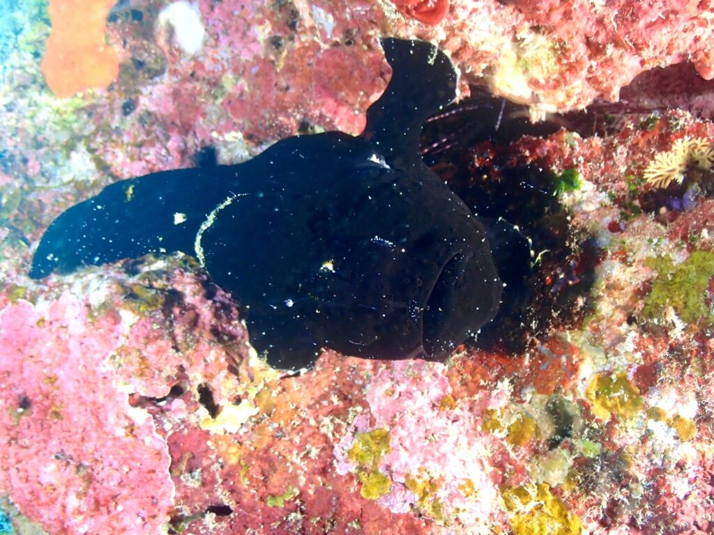 恩納村　ダイビング