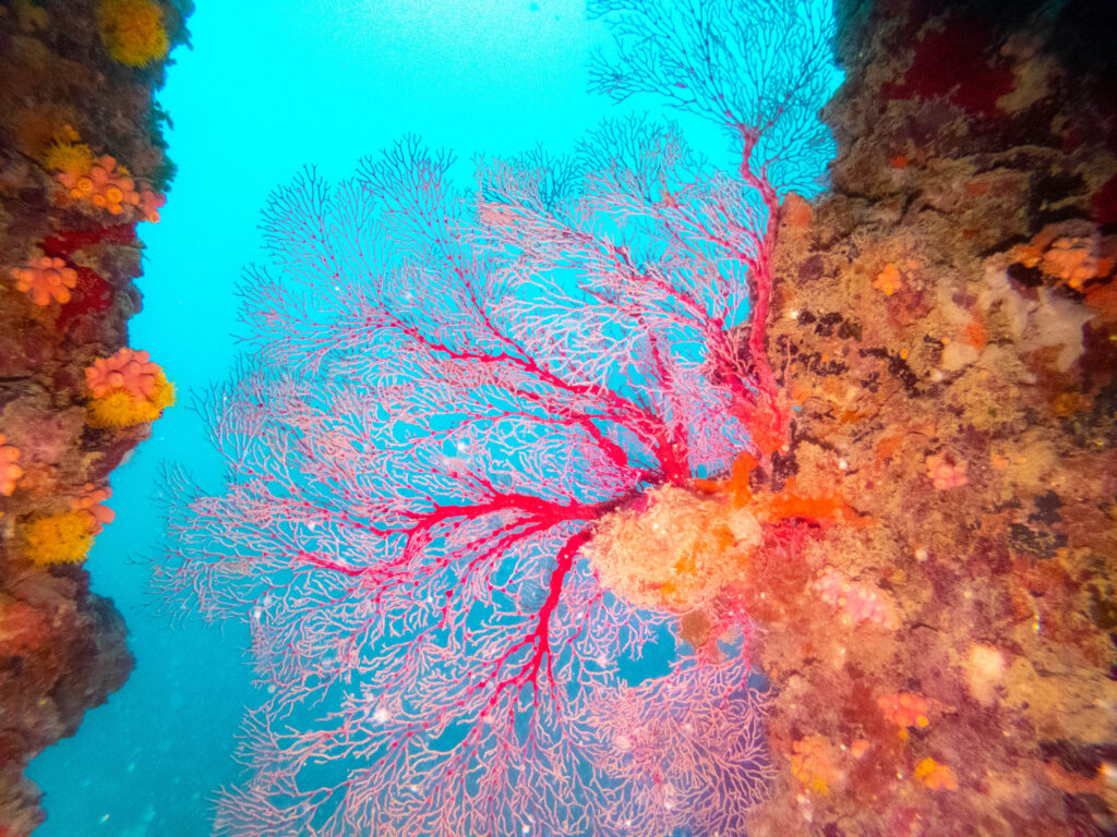 沖縄 ダイビング