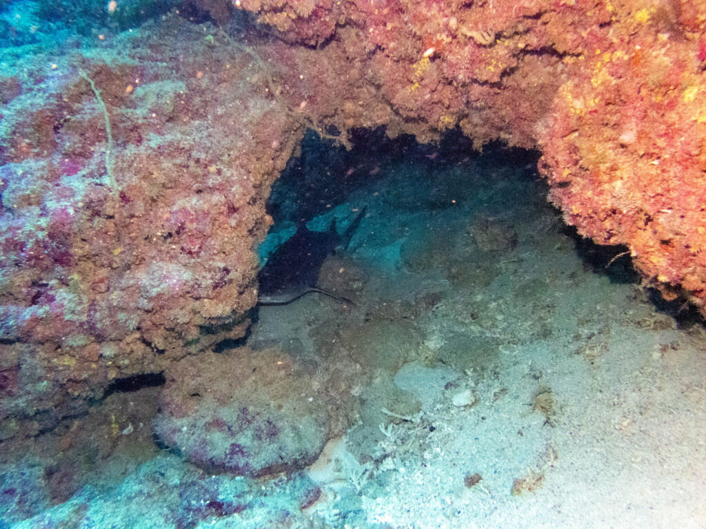 沖縄 ファンダイビング