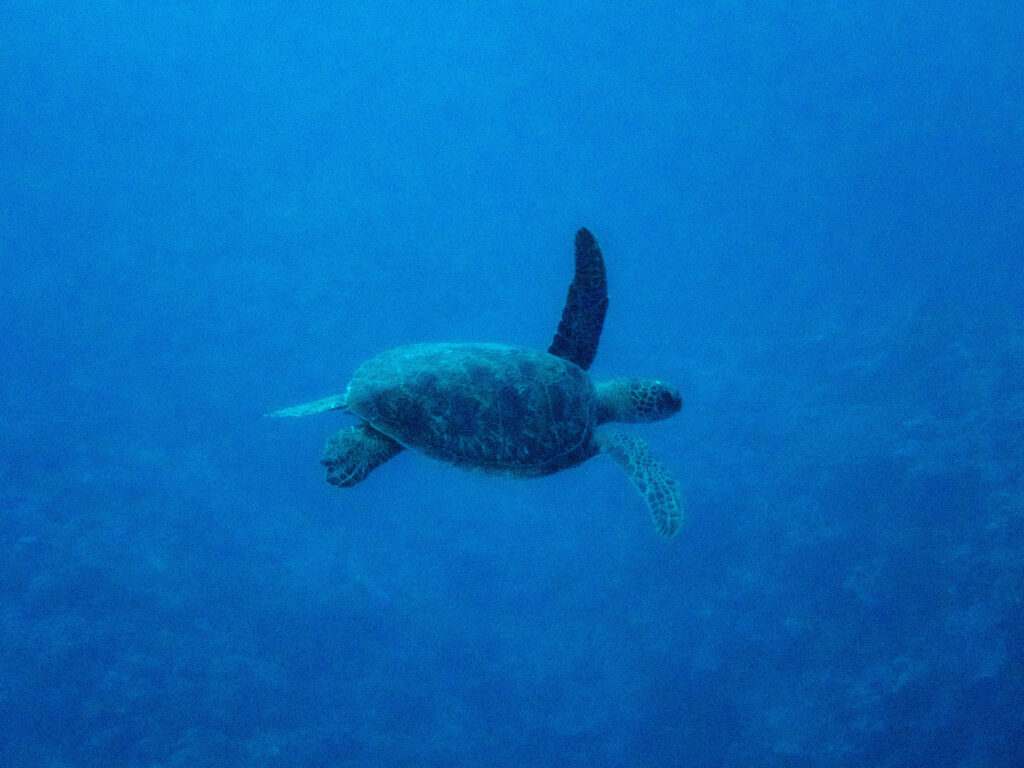 沖縄 ファンダイビング