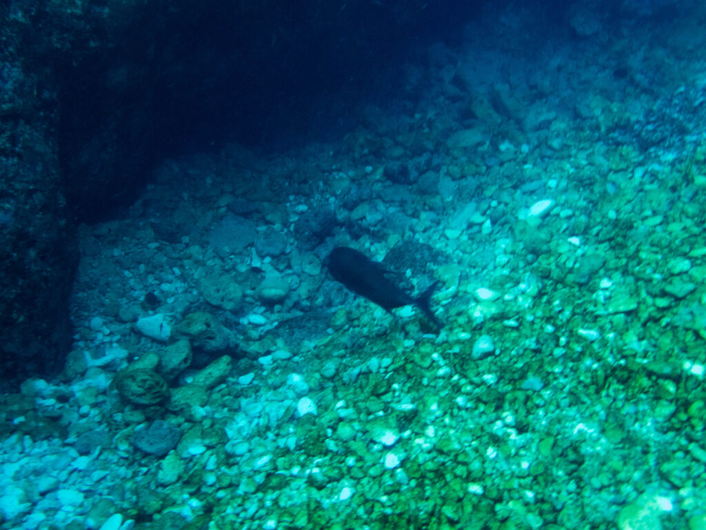 沖縄 ファンダイビング