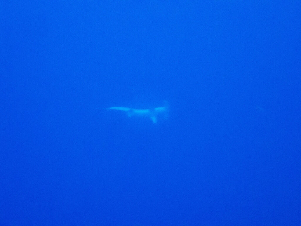 与那国　ハンマーヘッドツアー