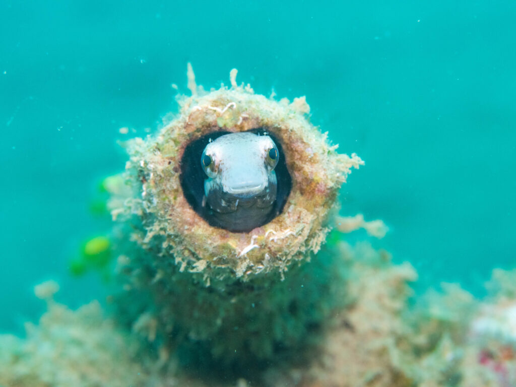 沖縄 ダイビング