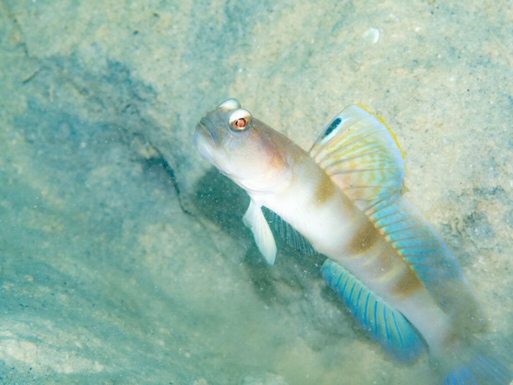 沖縄 ダイビング