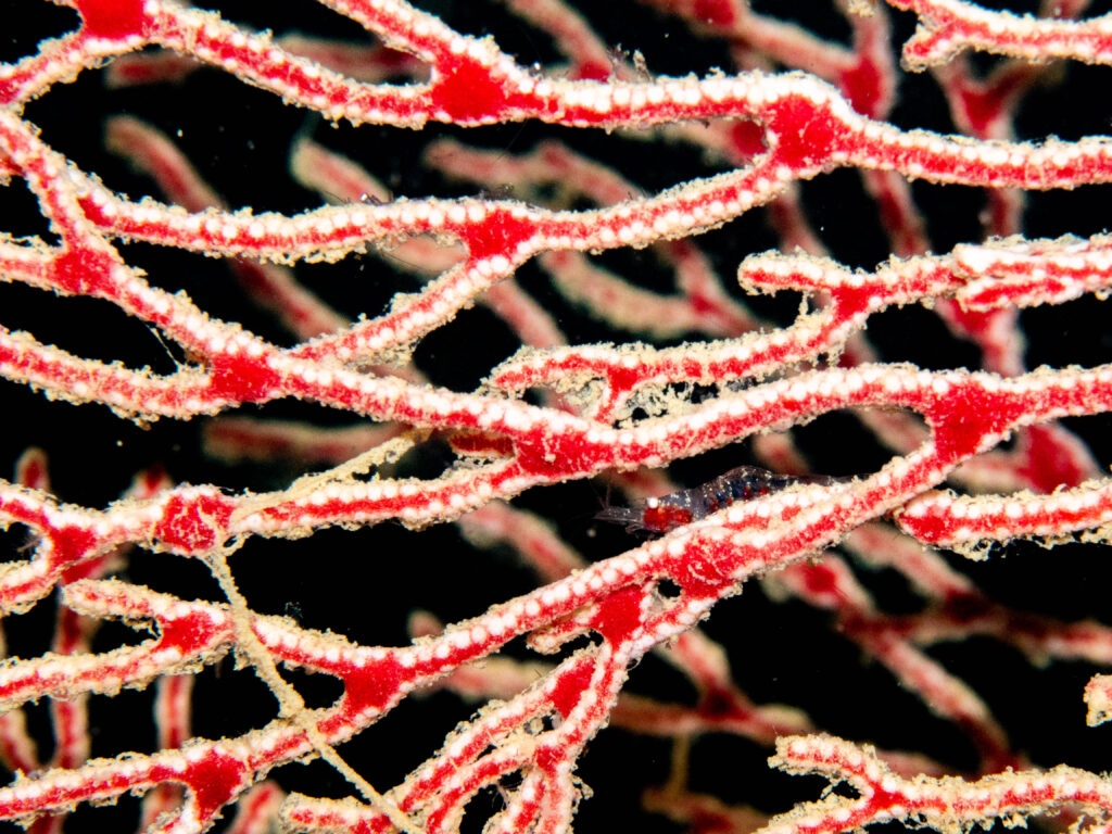 沖縄 ダイビング