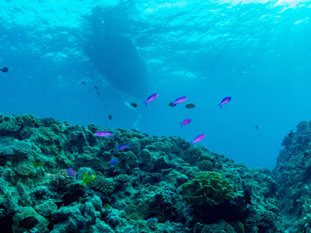 万座　ダイビング