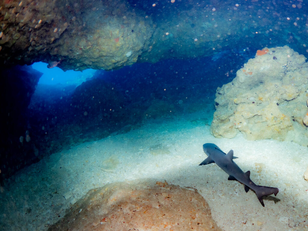 万座　ダイビング