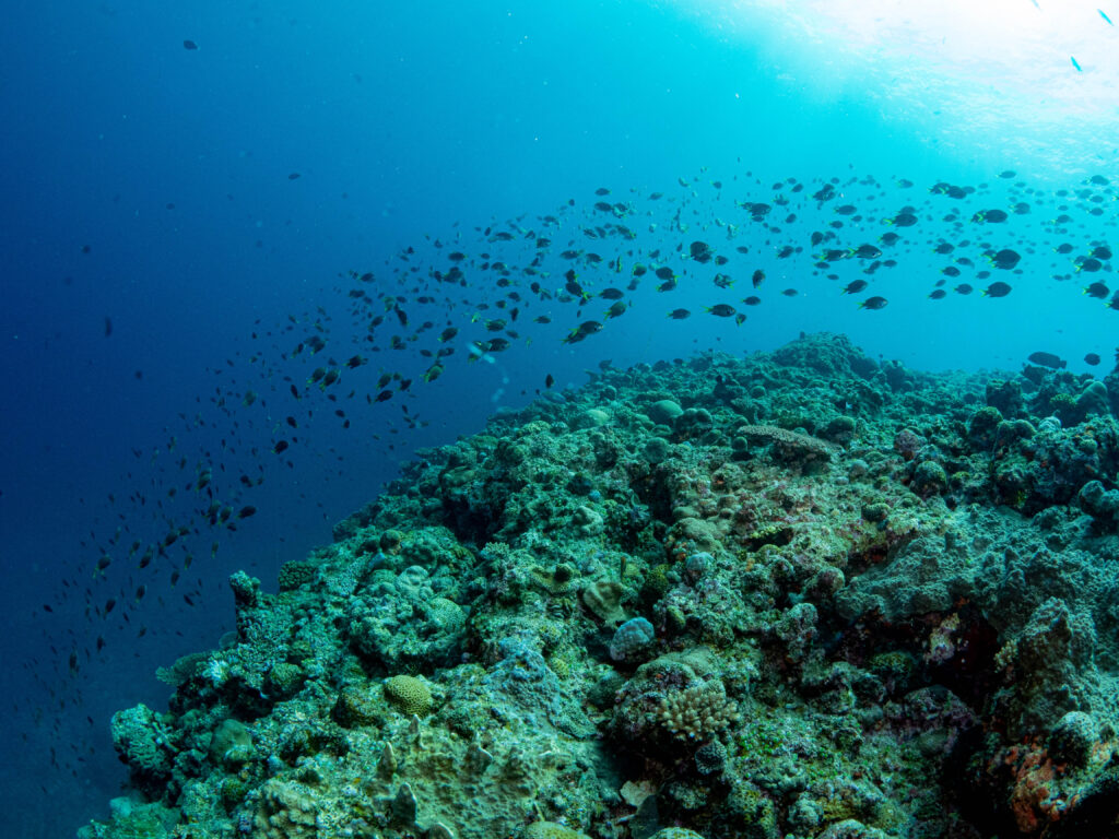 万座　ダイビング