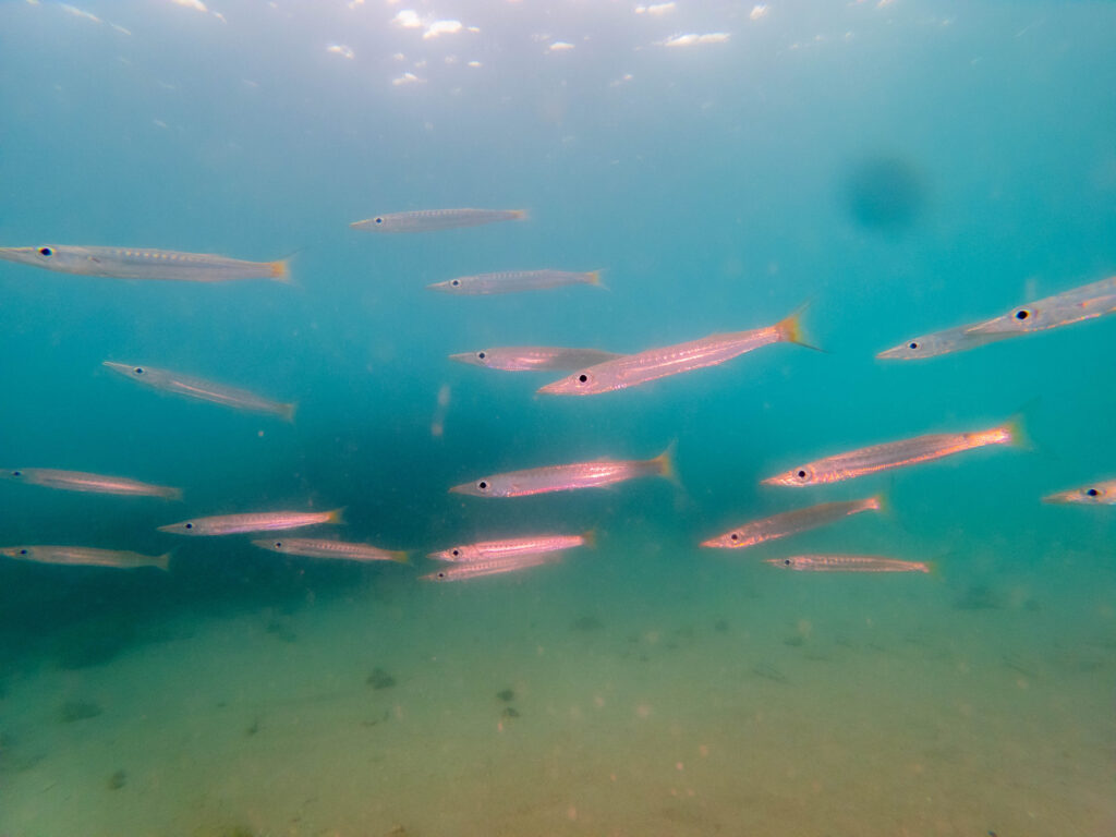 沖縄 ダイビングライセンス