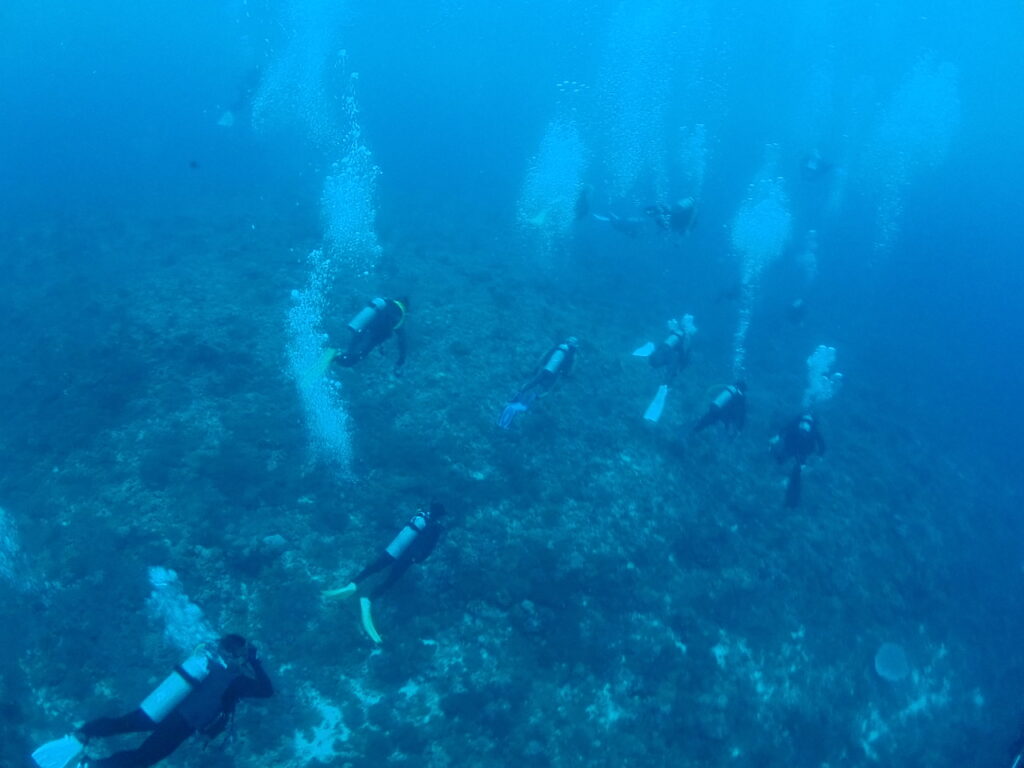 与那国　ハンマーヘッドツアー