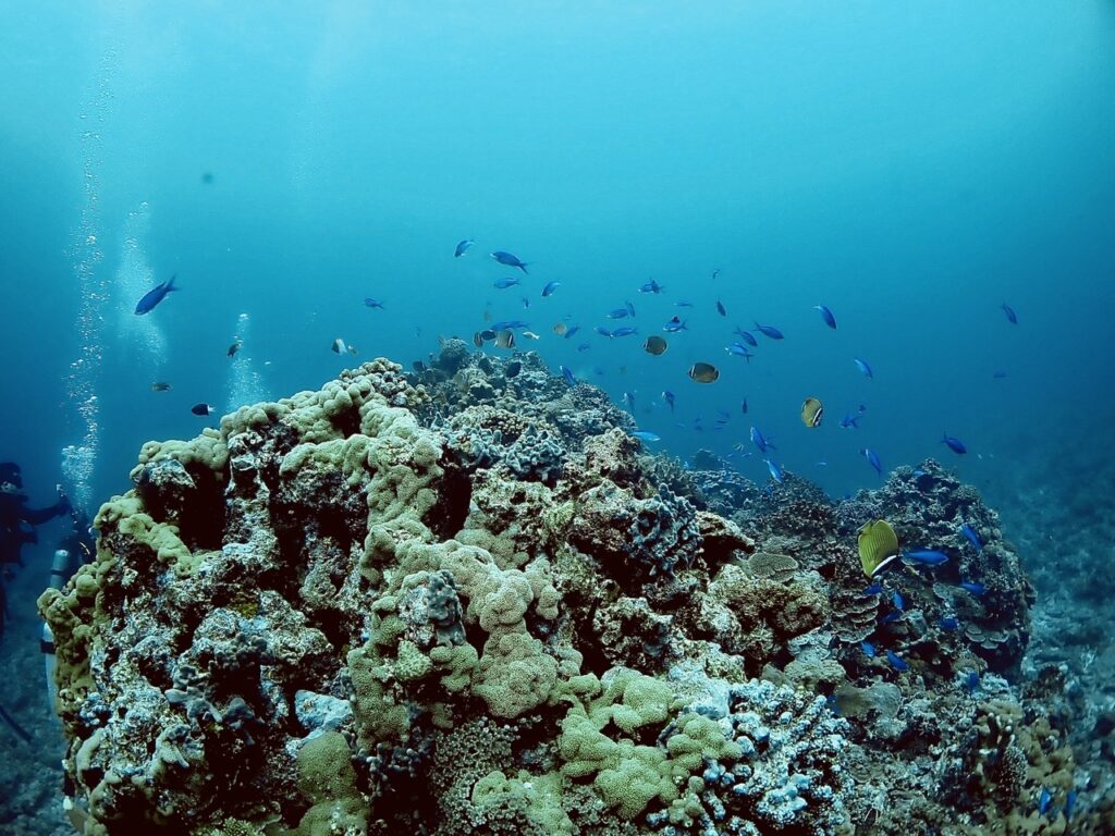 与那国　ハンマーヘッドツアー