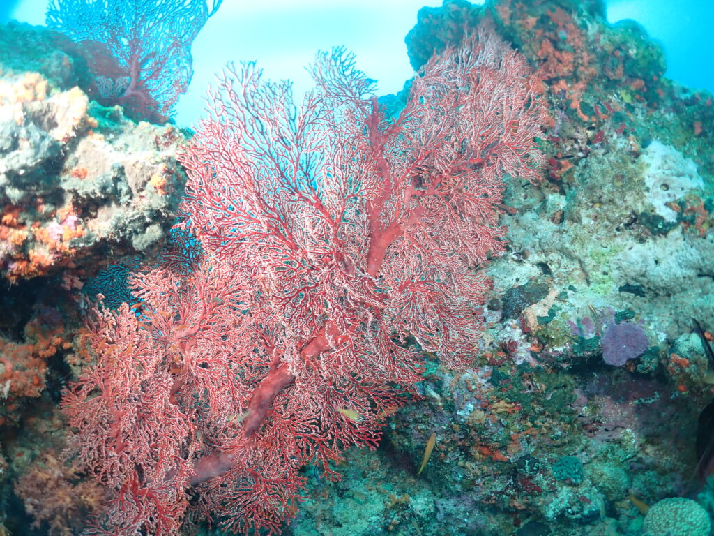 沖縄　ダイビング