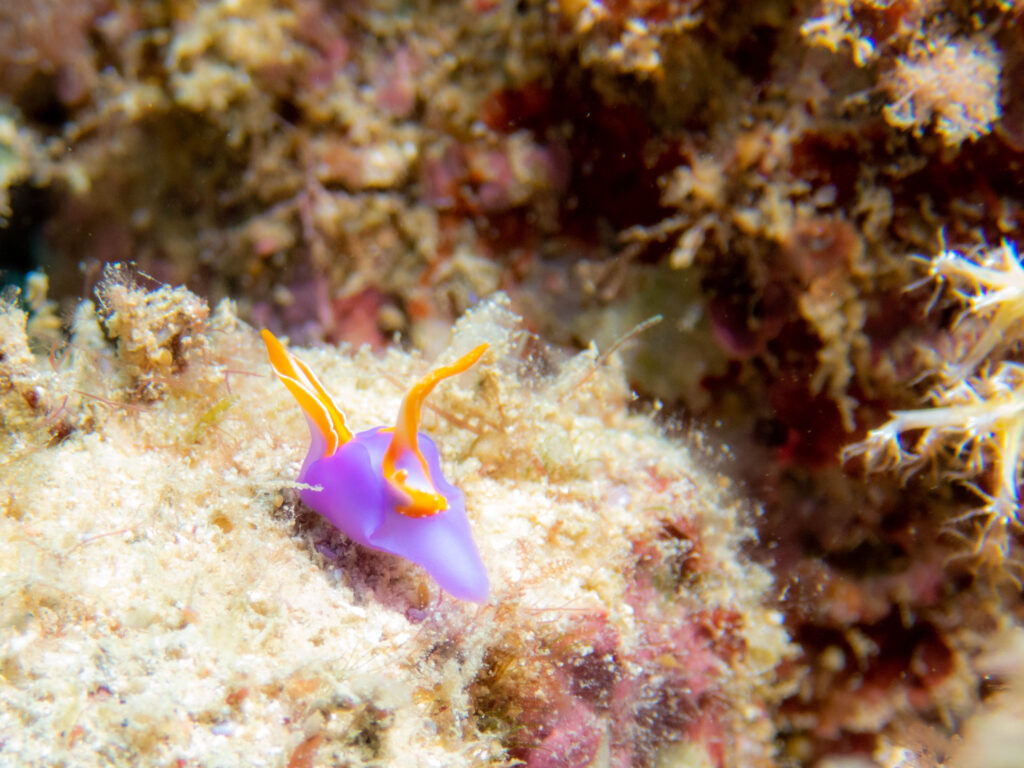 沖縄　ムラサキウミコチョウ