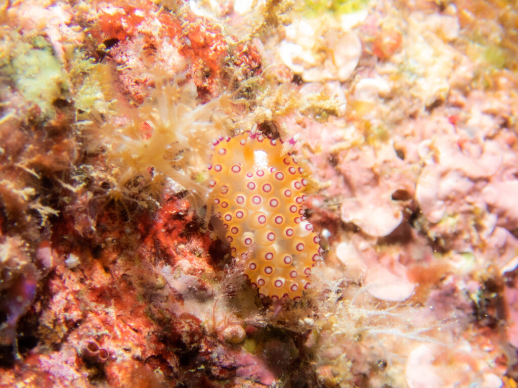 沖縄　トゲトゲウミウシ