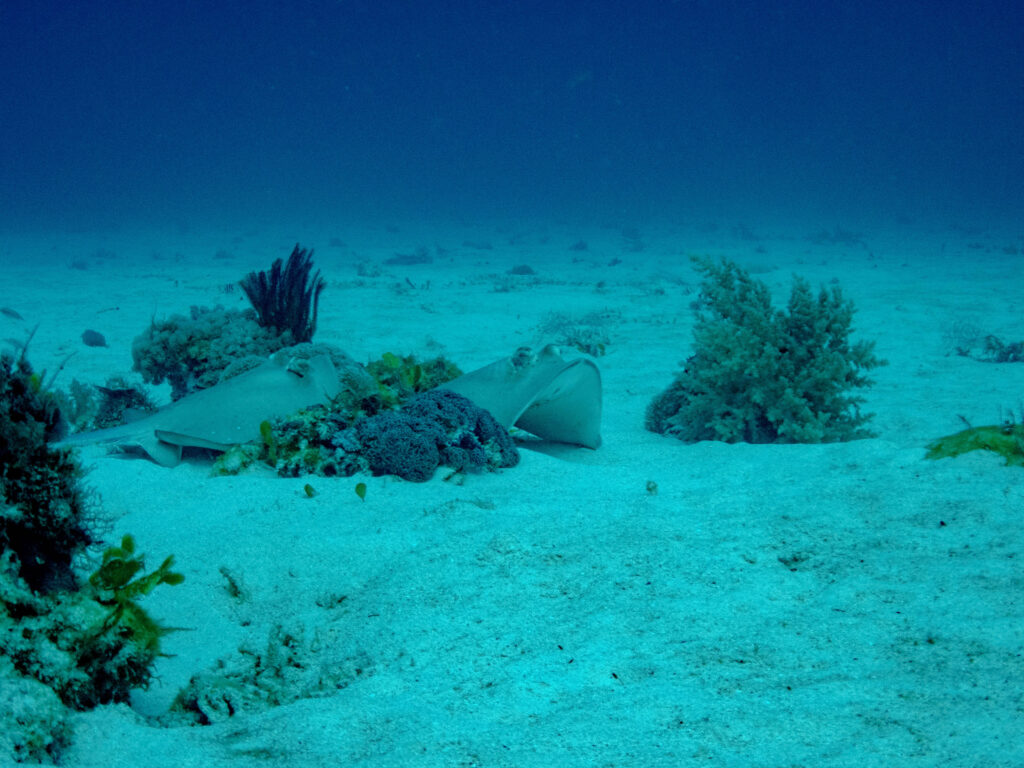 慶良間 ダイビング