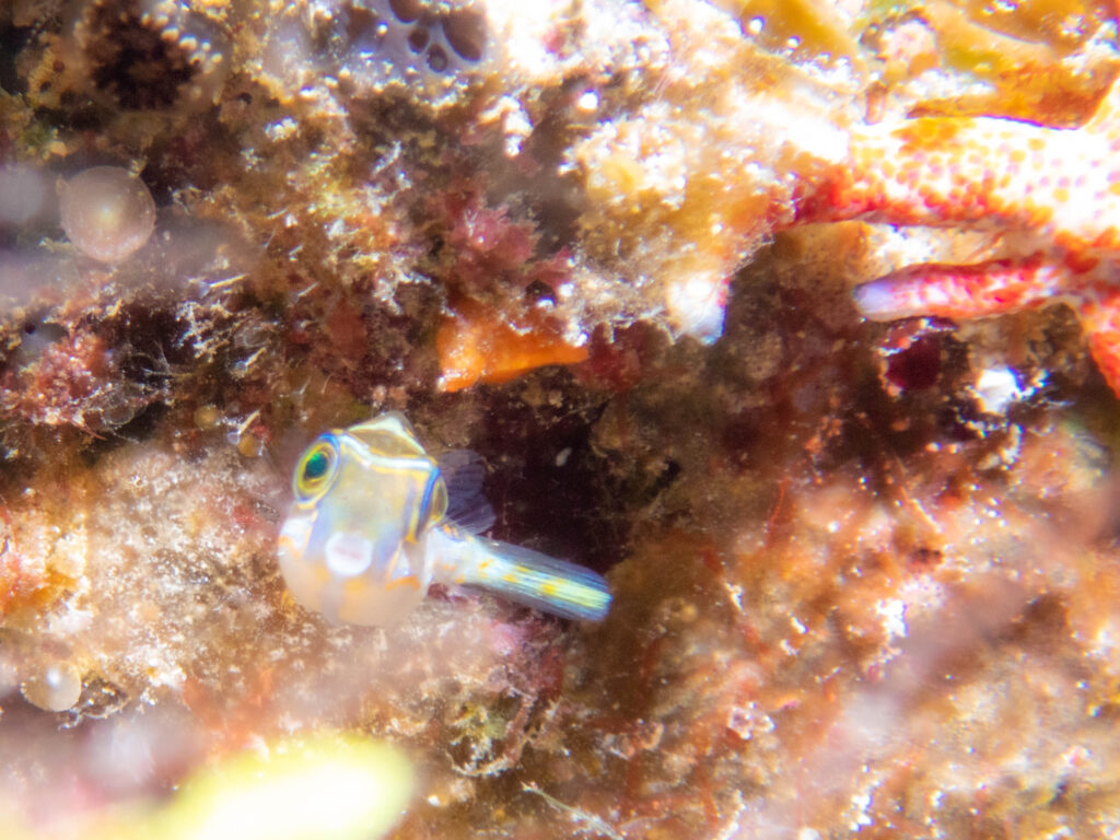 慶良間 ダイビング