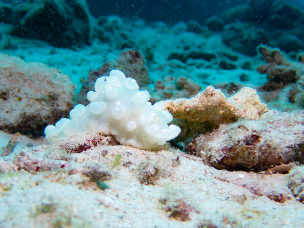 慶良間 ダイビング