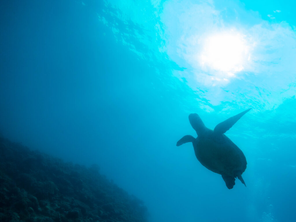 慶良間 ダイビング