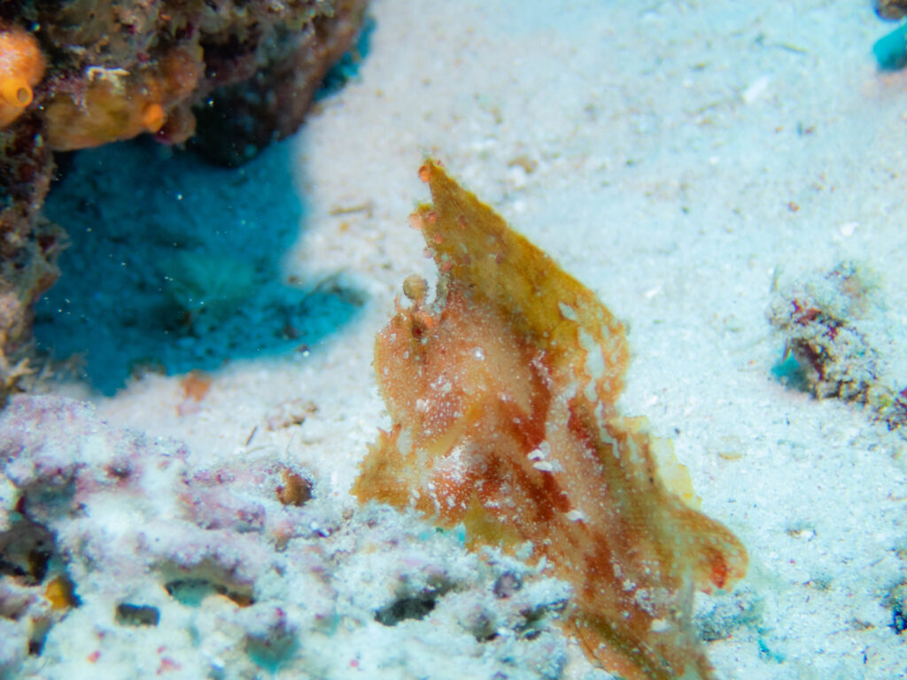 慶良間 ダイビング