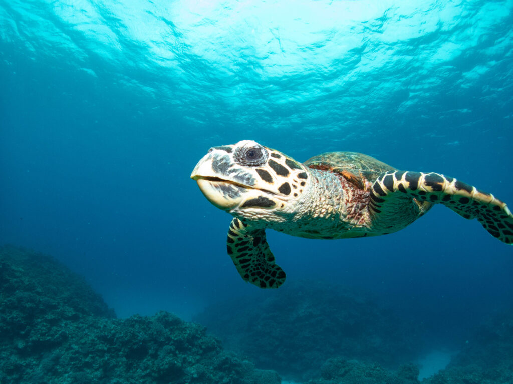 慶良間 ダイビング