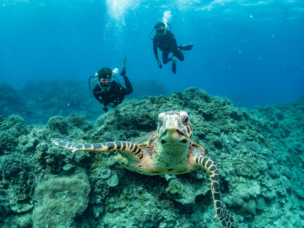 慶良間 ダイビング