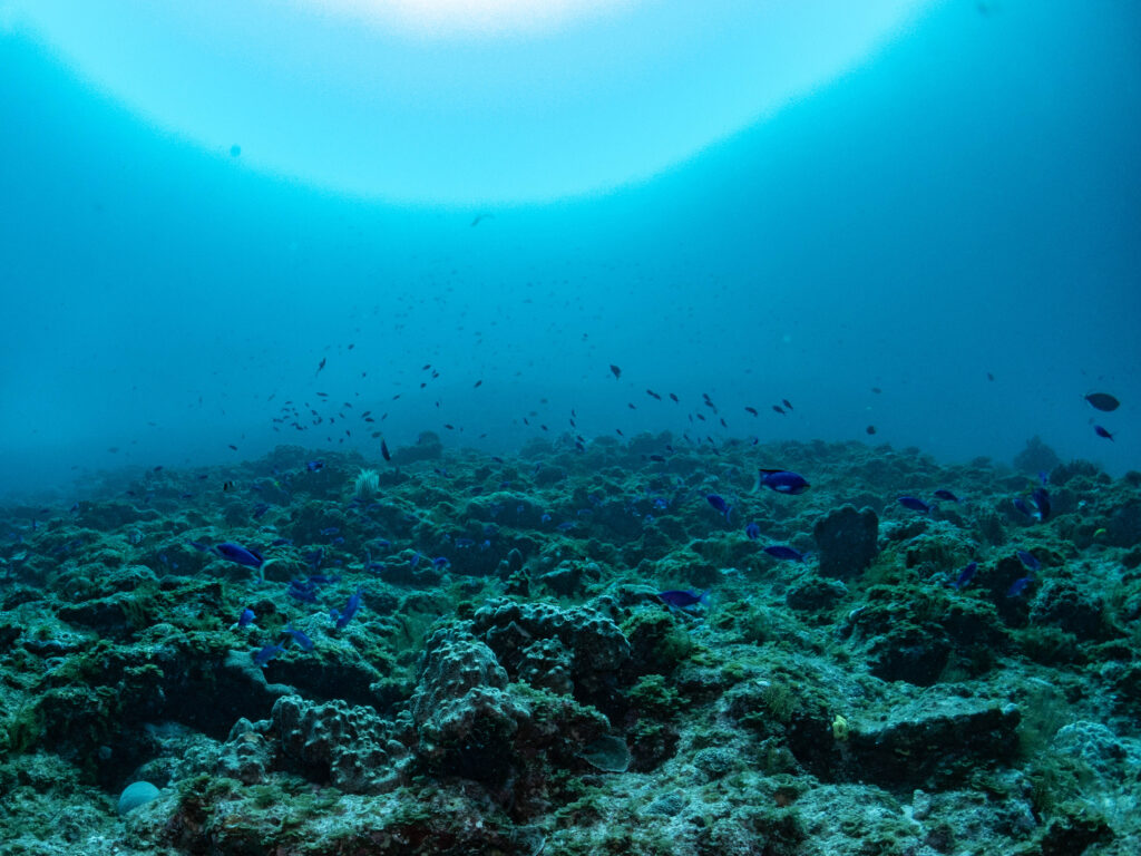 慶良間 ダイビング
